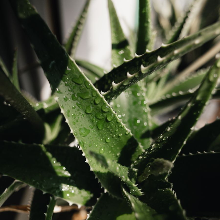 Fresh aloe vera leaves